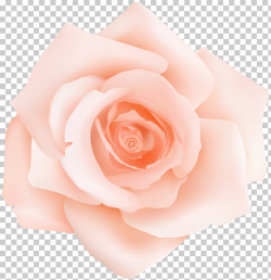 Garden roses Centifolia roses Pink Petal Flower, Peach Rose ...