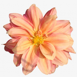 Peach Flower Clipart Real Flower - Flower Pngs Transparent ...