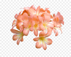 Pink Flower Cartoon png download - 1024*817 - Free ...