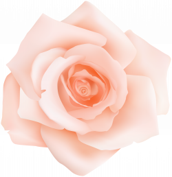 Clipart rose peach rose, Clipart rose peach rose Transparent ...