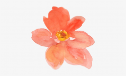 Upcoming - Peach Flower Clip Art - Free Transparent PNG ...