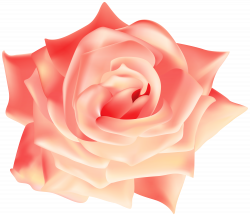 Peach Rose Transparent Image | Gallery Yopriceville - High ...