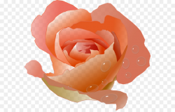 Pink Flower Cartoon png download - 650*572 - Free ...