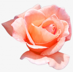 Peach Flower Png Download - Peach Roses Png - Free ...