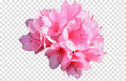 Floral Spring Flowers clipart - Flower, Pink, Plant ...