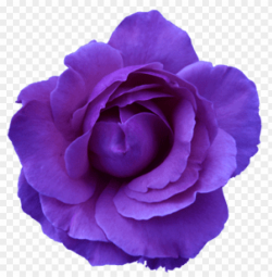 purple flower transparency PNG image with transparent ...