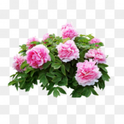 Real Flowers PNG - Real Flowers Arrangement.