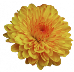 transparent-flowers: Garden Mum. Dendranthema. in 2019 ...