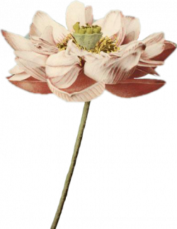 flower transparent nature real realflower flowers pink...