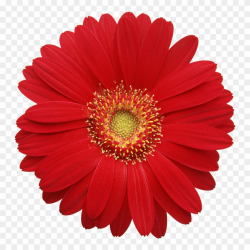 Gerbera Daisy Cliparts - Real Flowers Png Hd Transparent Png ...