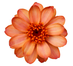 transparent flowers in 2019 | Transparent flowers, Flowers ...