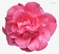 Real Flower PNG & Download Transparent Real Flower PNG ...