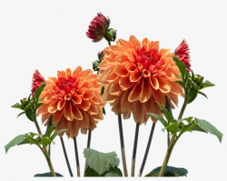 Real Flowers Png Download - Autumn Flower Transparent ...