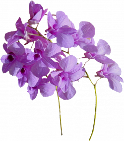 Flower Download - Real flowers png download - 901*1023 ...