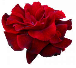 5 Flower Red Rose PNG Image Transparent | OnlyGFX.com