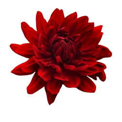 transparenci: Transparent \'red flower\'! - made by ...