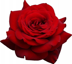 sweet creature in 2019 | Red rose png, Rose wallpaper ...