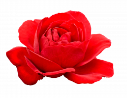 5 Flower Red Rose PNG Image Transparent | OnlyGFX.com