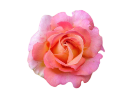 transparent-flowers: Pink Rose. | Transparent flowers ...