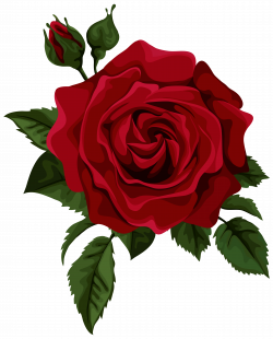 Roses red rose with bud transparent clip art picture | Red ...