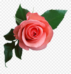 Pink Rose Png Flower Clipart - Pink Rose Transparent ...