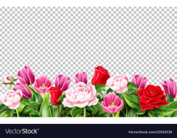 Tulip rose peony flower on transparent