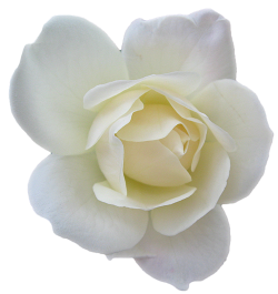 white rose | Email This BlogThis! Share to Twitter Share to ...