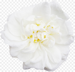 Free White Flowers Transparent Background, Download Free ...