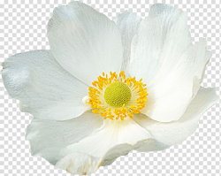 White petaled flower, White Flower transparent background ...