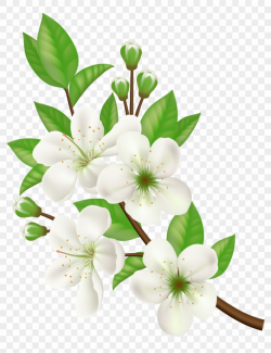 White Floral Png, Transparent PNG, png collections at dlf.pt