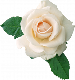 White Roses PNG Transparent White Roses.PNG Images. | PlusPNG