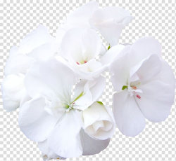 Cut flowers Rose White, white flower transparent background ...