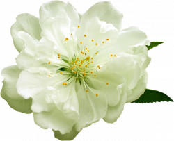 Transparent White Flower PNG Clipart | Gallery Yopriceville ...