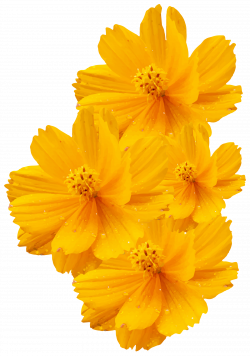 Cosmos sulphureus Cosmos bipinnatus Yellow Flower Euclidean ...
