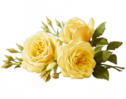 Yellow roses transparent background flowers ~ Free Png Images