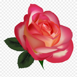 Beautiful Rose Clip Art Clipart Free Download - Realistic Clip Art ...