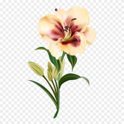 Clipart Download Amaryllis Drawing Realistic - Flower Drawing ...