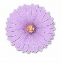 Realistic Flower Png - Flower Pngs For Edits Free PNG Images ...
