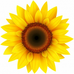Pin by Катерина on Clipart | Sunflower png, Sunflower clipart ...
