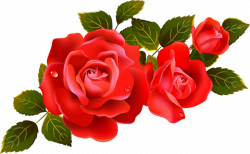 Large Red Roses Clipart Element | Flowers | Flowers, Red roses, Rose ...