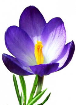 Spring Clipart - Spring Flower Pictures & Spring Flower Clipart