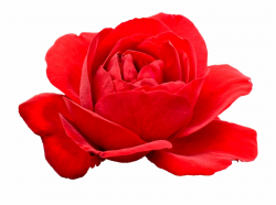 Free Red Flowers Transparent, Download Free Clip Art, Free ...