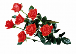 Red Rose Transparent Png Red Flowers Transparent Background ...