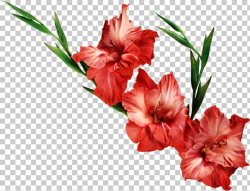 Gladiolus Birth flower , Gladiolus Transparent Background ...