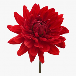 Dahlia Clipart Mexican - Red Flowers Transparent Background ...