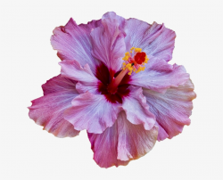 Hibiscus/ Just Reminds Mw Of Hawaii - Translucent Flower ...