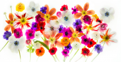 Photographing Flowers for Transparency