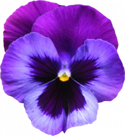 PNG Violets Flowers Transparent Violets Flowers.PNG Images ...
