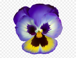 Violet Flower Transparent Clip Art - Pansy Flower Clear ...