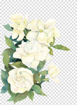 Flower If(we), flower, white flowers illustration ...
